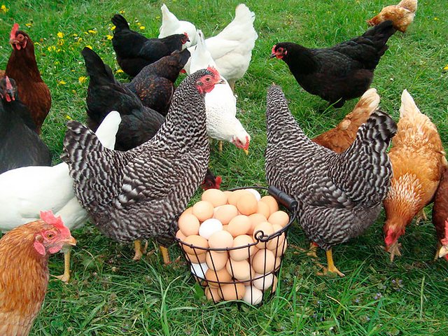 Содержание кур и уход за ними | ЗооТом - продажа, вязка и услуги для животных в Калтане