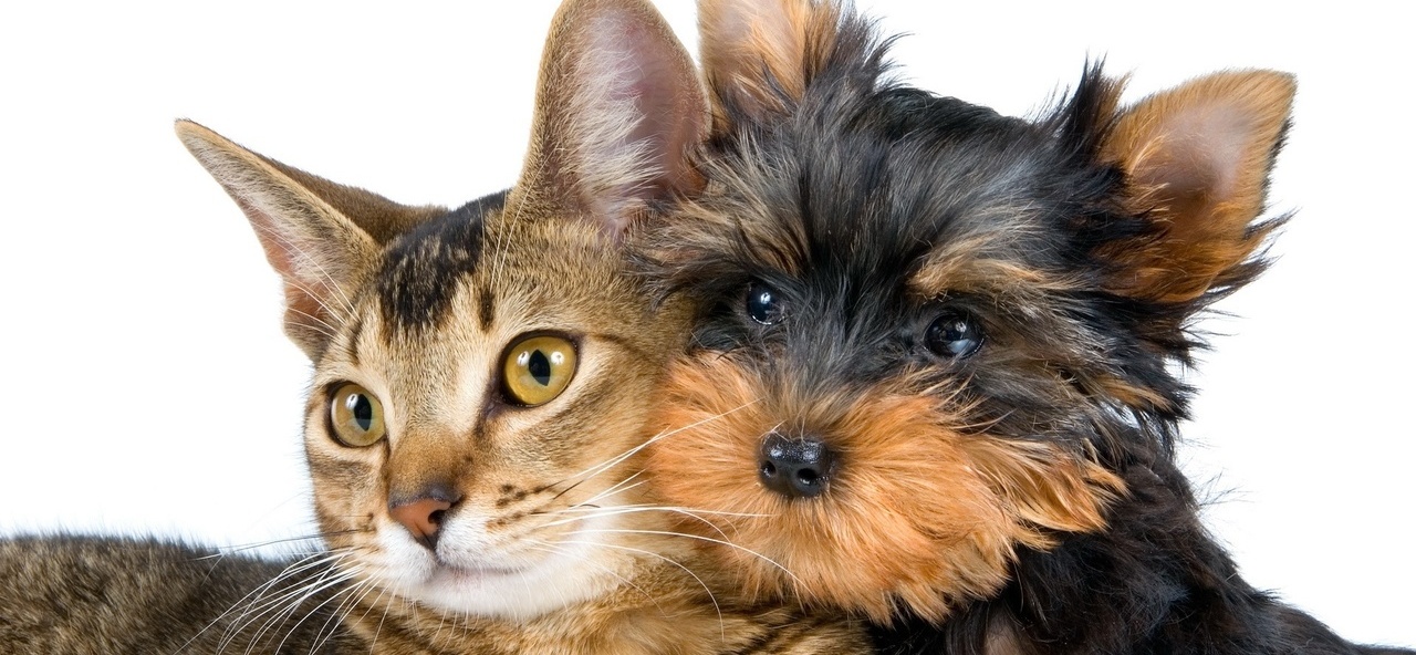 Доска объявлений о животных | ЗооТом - продажа, вязка и услуги для животных в Калтане