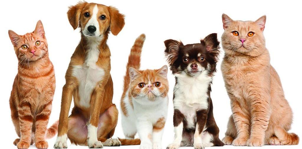 Доска объявлений о животных | ЗооТом - продажа, вязка и услуги для животных в Калтане