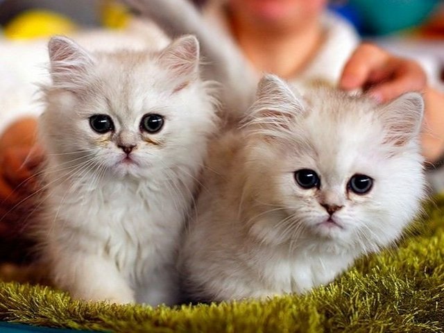 Породы кошек в Калтане | ЗооТом портал о животных
