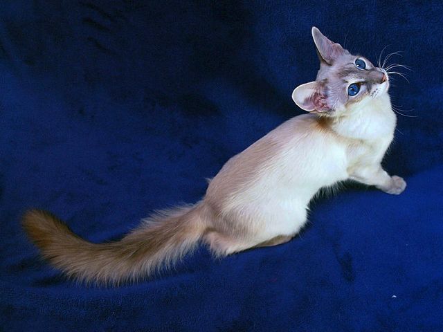 Выведенные породы кошек в Калтане | ЗооТом портал о животных