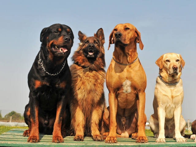 Крупные породы собак в Калтане | ЗооТом портал о животных